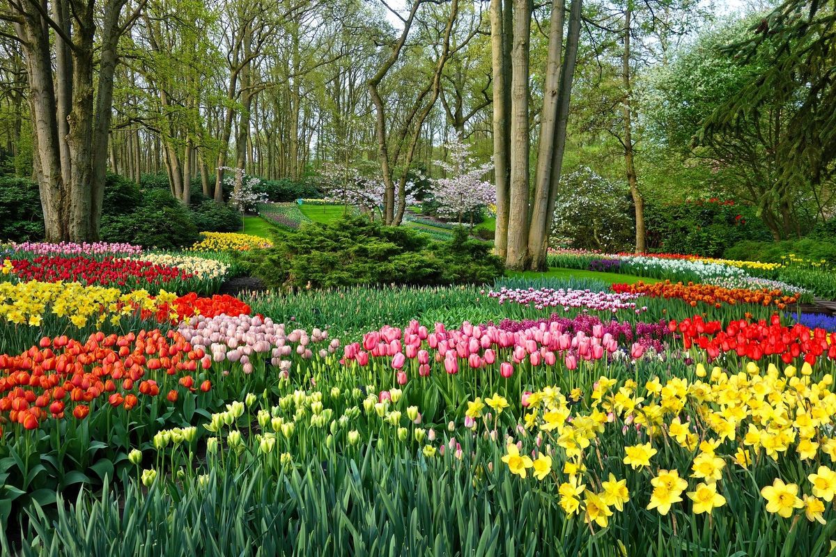 Vårens färger på Keukenhof